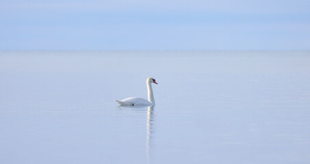 A lone Mute swan swimming on the calm waters of Lake Ontario, Canada on a cold winter morning - 729333494
