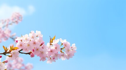 Spring background. Beautiful pink cherry blossoms. Japanese blossom Sakura in park outdoors
