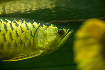 ,High angle view of fish swimming in lake,Full frame shot of koi carps swimming in pond,High angle...