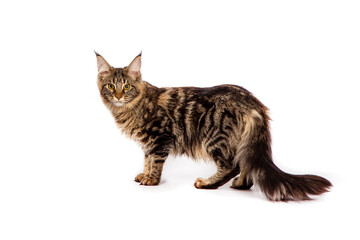 Maine Coon cat isolated on white background