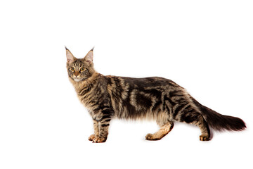 Maine Coon cat isolated on white background