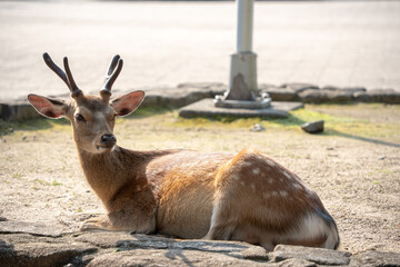 宮島の鹿