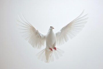 Peaceful White Dove Gracefully Soars Against Pristine White Backdrop