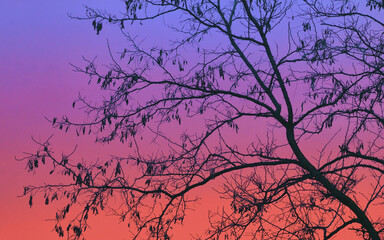 Abstract colorful sky with tree branches - 729337473