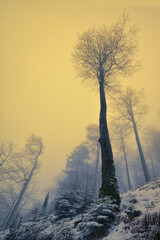 Fototapeta na wymiar Winter trees in Fagaras mountains, Romania