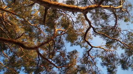 Stille Schönheit: Karge Winterlandschaft ohne Schnee