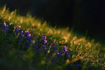 Spring sunrise. Violets flowers (Viola odorata)