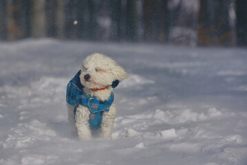 Maltese dog in snowstorm in forest