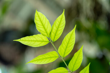 he dense foliage makes the mystery in the wild forests.
 The green leaves have dew drops on their stems, the sunlight sparkles behind the leaves