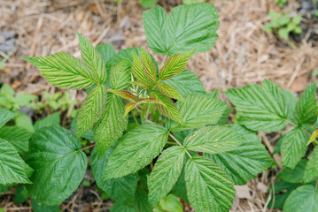 Young seedling or an escape of a repair raspberry in the spring in the garden