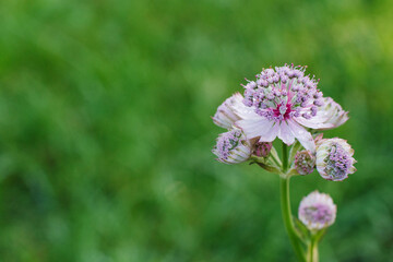 Delicate pink astrantia flowers in summer in the garden