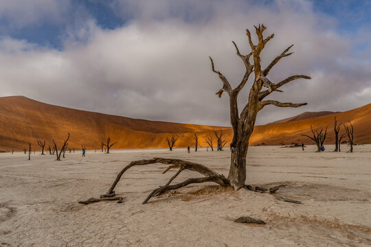 Dead Camelthorn Trees against red dunes and blue sky in Deadvlei, Sossusvlei. Namib-Naukluft National Park, Namibia, Africa