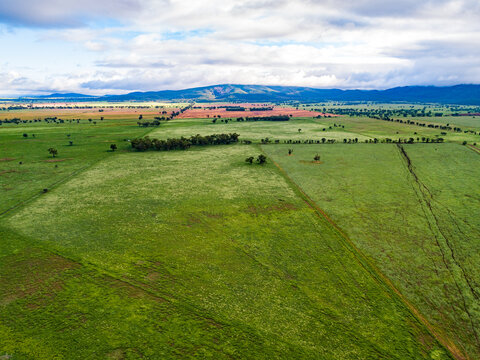 Green paddocks of rotation grazing cattle farm
