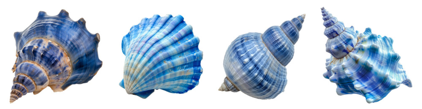 collection of beautiful blue seashells. Isolated on the transparent background.
