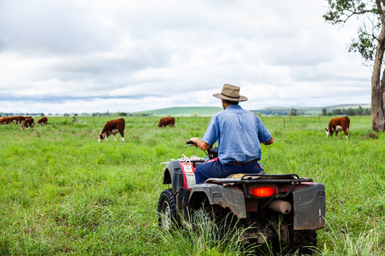 Farmer on quad bike checking cattle in green paddock