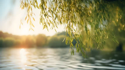 Fotobehang Close-up of a willow tree sprouting by the lake and the sunlight shining on the lake surfaceClose-up of a willow tree sprouting by the lake and the sunlight shining on the lake surface © Ziyan Yang