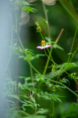 The garden has many types of Sulfur cosmos.The beautiful of Sulfur Cosmos or Yellow Cosmos and green leaf is background, Cosmos sulphureus is also known as sulfur cosmos and yellow cosmos.