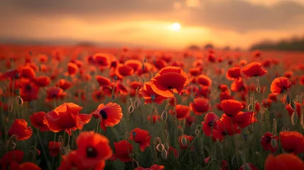 Fototapeten a field of poppies © Davy