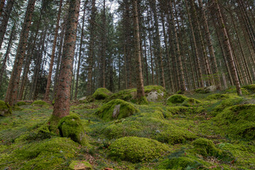 Wald mit moosbewachsenen Felsen