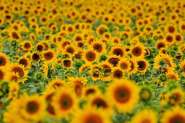 Tournesol
