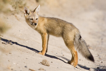 Argentinischer Kampffuchs oder Graufuchs (Pseudalopex griseus), Halbinsel Valdes, Argentinien, Südamerika