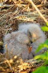 Long-legged buzzard (Buteo rufinus) nestlings are 5 days old, elder's eyes are open. White chicks in the first downy plumage, they don 't hold heads well, sleep a lot. Crimea, Kerch Peninsula. Series