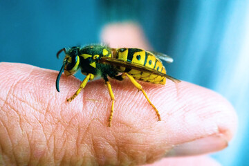 The hornet is reluctant to bite a person outside of the nest protection situation (usually non-aggressive). Giant hornet (Vespa crabro) on a man's finger