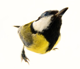 Questioning Great tit concept, inquisitiveness, inquisitorial glances, glint in the eyes. Fish eye...