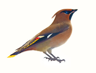 Bohemian waxwing (Bombycilla garrulus) as a typical breeding species of boreal forests (taiga) and...