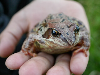 An old frog (Rana temporaria) on a boy's hand. Nature's trust should be valued