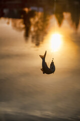 Roach. Gambling fishing on the river in the evening. Caught fish at sunset