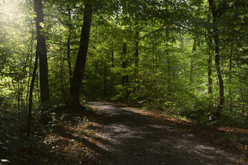 Wald im Frühling