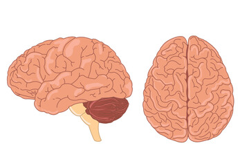 Human brain vector illustration. side view of brain with cerebrum, brainstem and cerebellum to study anatomy, neurology. eps 10