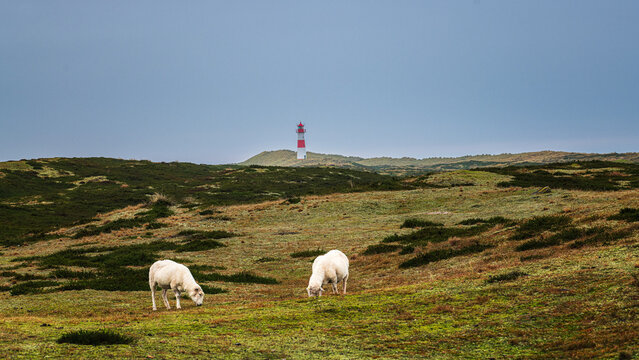 Sylt D&uuml;nen Ellenbogen