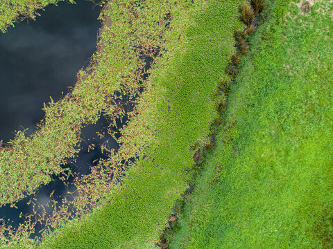 Watercourse and dam with green water weed and grass growing