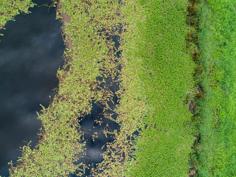 Watercourse and dam with green water weed and grass growing