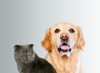 Happy panting dog and cat posing together