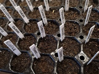 Gemüse vorziehen - growing vegetables 