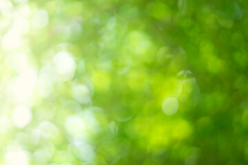 abstract green bokeh with rays background