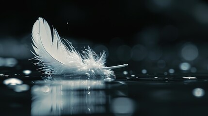 Tranquil White Feather Floating on Water, Embracing Natures Harmony and Serenity