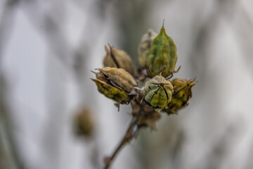Im Garten und der Natur: Fotospaziergang im Dezember 2023