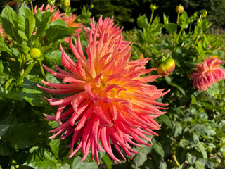 Beautiful vibrant yellow red Dahlia flowers in summer autumn garden close up, floral wallpaper background with dahlias © Lapasmile