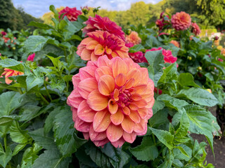 Beautiful vibrant pink orange Dahlia flowers in summer autumn garden close up, floral wallpaper background with dahlias