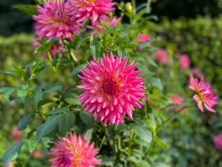 Obraz premium Beautiful vibrant pink decorative Dahlia flowers in summer autumn garden close up, floral wallpaper background with dahlias