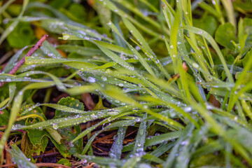 Im Garten und der Natur: Fotospaziergang im Dezember 2023