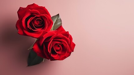 A couple gift roses on valentine day