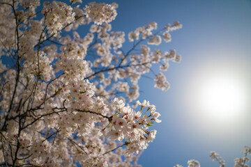 桜、空に咲いて