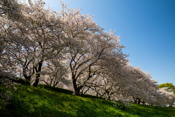 権現堂堤の桜