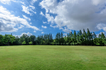 grass and blue sky