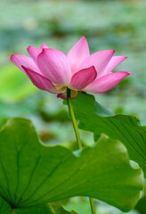 Obraz premium pink lotus flower in pond
